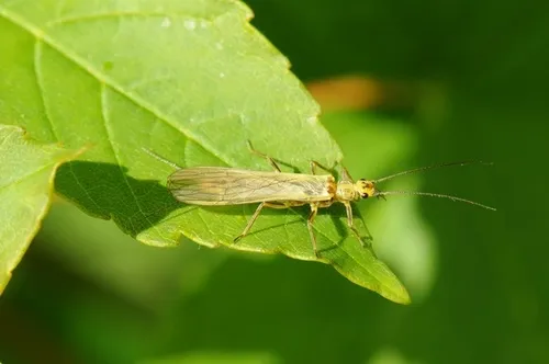 Yellow Sally Stonefly