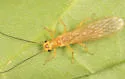Isoperla holochlora