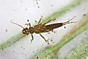 Isoperla holochlora - photo 3