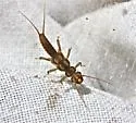 Isoperla holochlora - photo 4