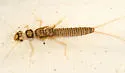 Isoperla marlynia