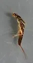 Isoperla marmorata - photo 3
