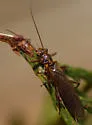 Isoperla marmorata - photo 4
