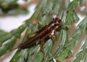 Isoperla marmorata - photo 5