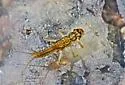 Isoperla namata