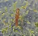Isoperla namata - photo 2