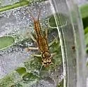 Isoperla namata - photo 5
