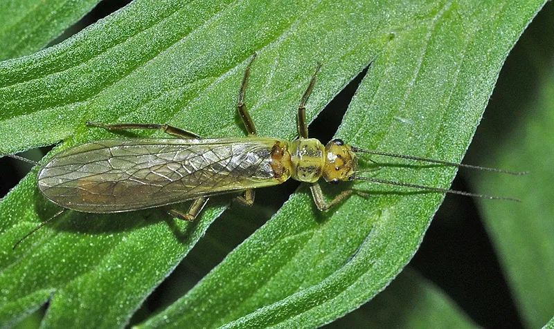 Isoperla nevada