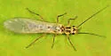 Isoperla orata