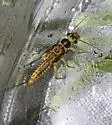 Isoperla orata - photo 2