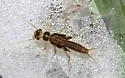 Isoperla orata - photo 5