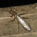 Isoperla pinta