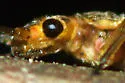 Isoperla pinta - photo 3