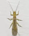 Isoperla richardsoni