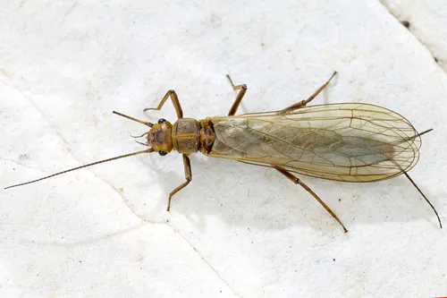 Isoperla rivulorum - Isoperla rivulorum