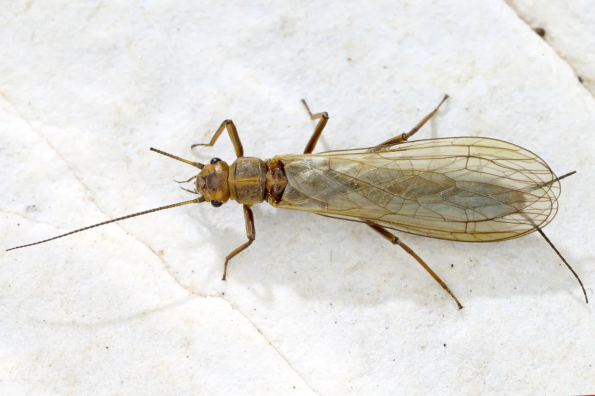 Isoperla rivulorum - photo 3