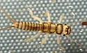 Isoperla signata