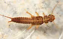 Isoperla similis