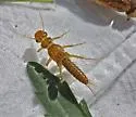 Isoperla similis - photo 4