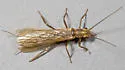 Isoperla transmarina