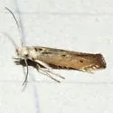 Isophrictis actinopa - Hodges#1689 - Isophrictis actinopa
