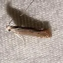 Isophrictis actinopa - Hodges#1689 - photo 4