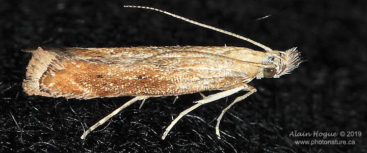 Isophrictis anteliella - Hodges#1690 - photo 2