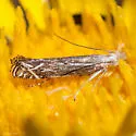 Isophrictis magnella - Hodges#1694