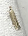 Isophrictis magnella - Hodges#1694 - photo 2