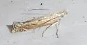 Isophrictis magnella - Hodges#1694 - photo 4