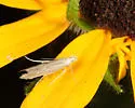 Isophrictis rudbeckiella - Hodges#1700 - photo 3
