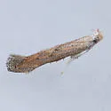 Isophrictis similiella - Hodges#1702