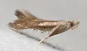 Isophrictis similiella - Hodges#1702 - photo 2
