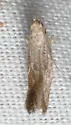 Isophrictis similiella - Hodges#1702 - photo 3
