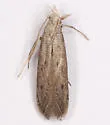 Isophrictis similiella - Hodges#1702 - photo 4