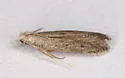 Isophrictis similiella - Hodges#1702 - photo 5