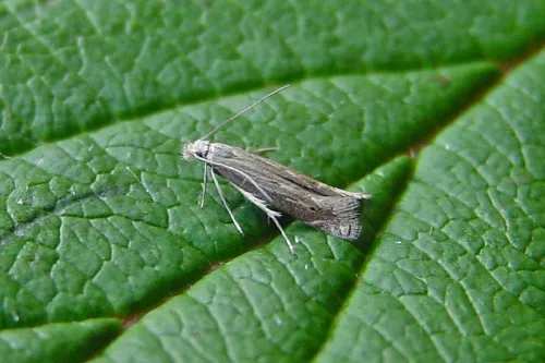 Isophrictis striatella