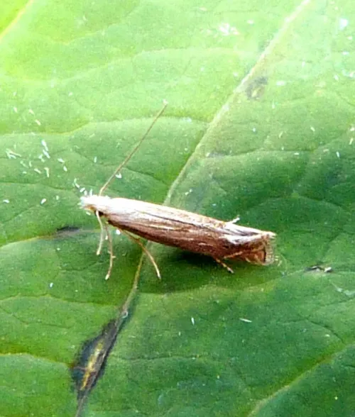 Isophrictis striatella - photo 2