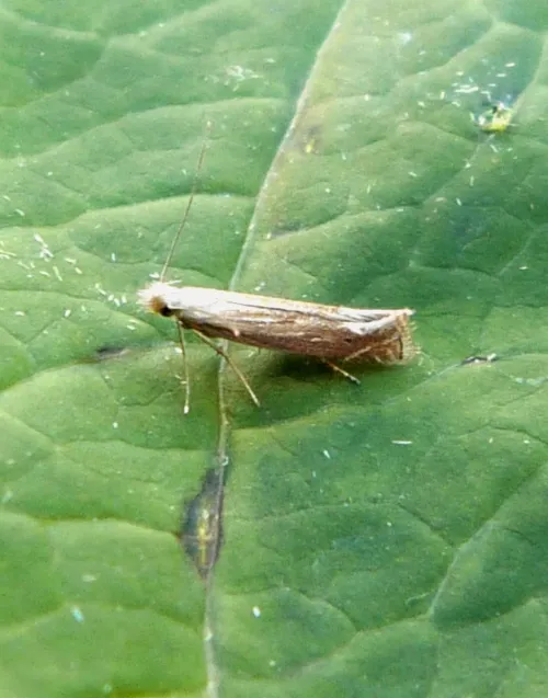 Isophrictis striatella - photo 3