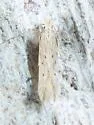 Isophrictis trimaculella - Hodges#1705