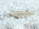 Isophrictis trimaculella - Hodges#1705 - photo 2