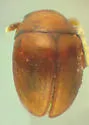 Isoplastus fossor
