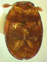 Isoplastus fossor - photo 2