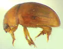 Isoplastus fossor - photo 3