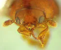 Isoplastus fossor - photo 4