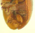 Isoplastus fossor - photo 5