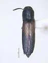 Isorhipis bicolor - photo 2