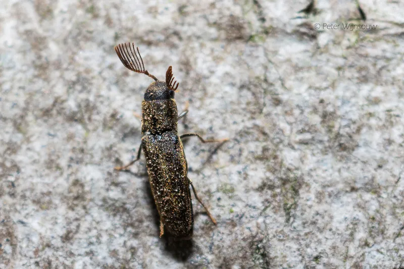 Isorhipis melasoides - photo 2