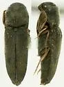 Isorhipis nubila