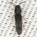 Isorhipis nubila - photo 3
